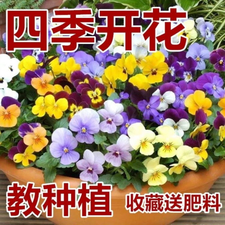 古风韵味的花店名字 百度